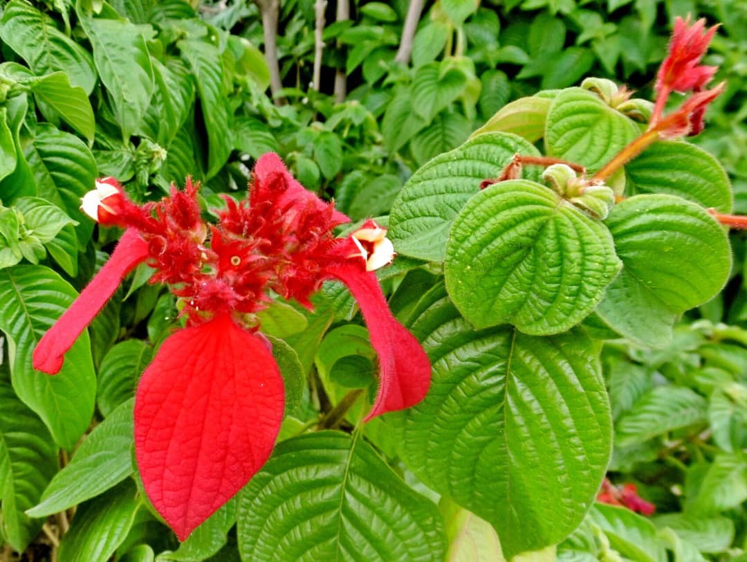 Mussaenda Plant | Bold Tropical Flowering Shrub for Compounds in Uganda