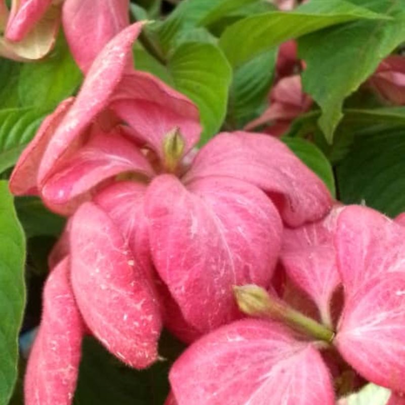 Mussaenda Pink Flower Plant in Kampala, Uganda– Elegant Tropical Blooms for Gardens in Uganda