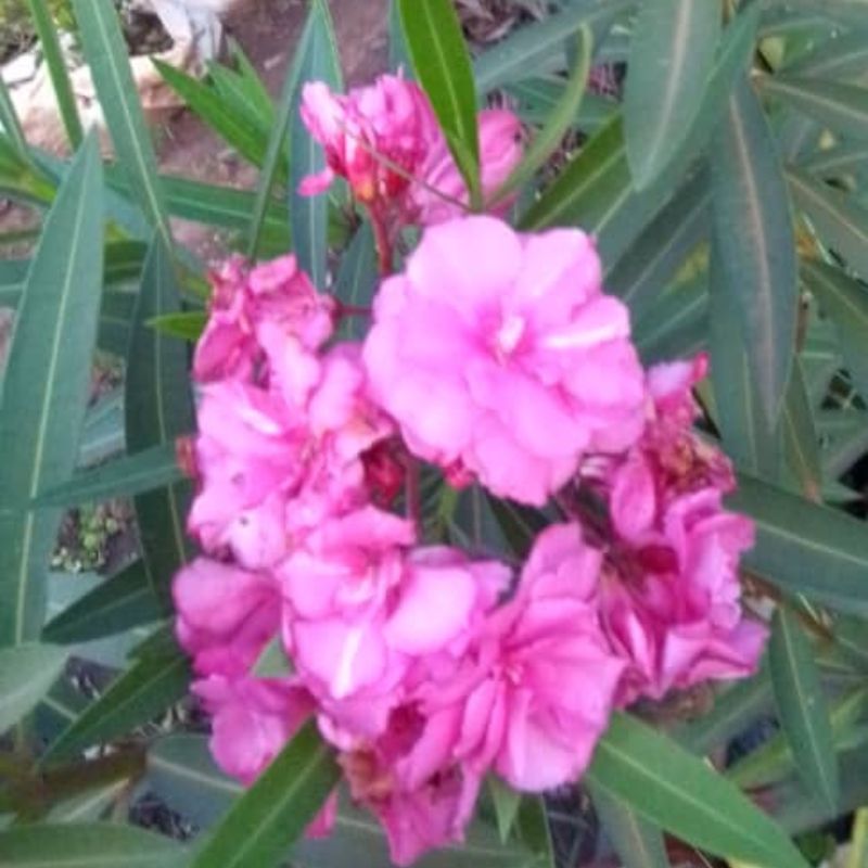 Orienda Plant in Kampala, Uganda – Elegant Fence & Border Beauty for Ugandan Gardens