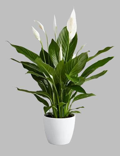 Peace Lily Plant – Elegant, Air-Purifying Beauty for Homes & Offices in Uganda