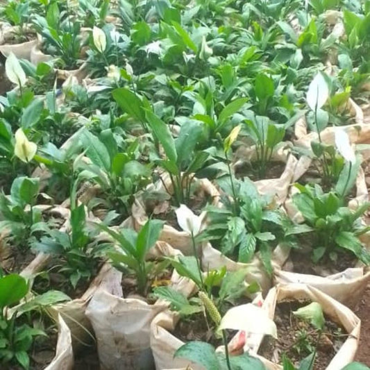 Peace Lily Plant – Elegant, Air-Purifying Beauty for Homes & Offices in Uganda