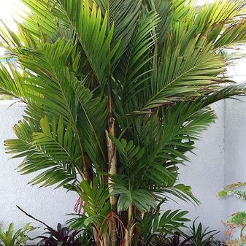 Pinanga Palm in Kampala, Uganda | Elegant Tropical Palm for Indoors & Shaded Gardens