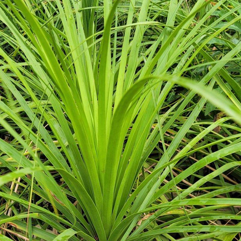 Ponytail Palm ornamental plant with a swollen trunk and long, arching green leaves for home, office and garden decoration in Uganda.