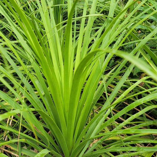 Ponytail Palm ornamental plant with a swollen trunk and long, arching green leaves for home, office and garden decoration in Uganda.