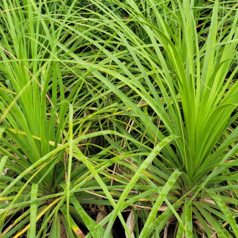 Ponytail Palm ornamental plant with a swollen trunk and long, arching green leaves for home, office and garden decoration in Uganda.