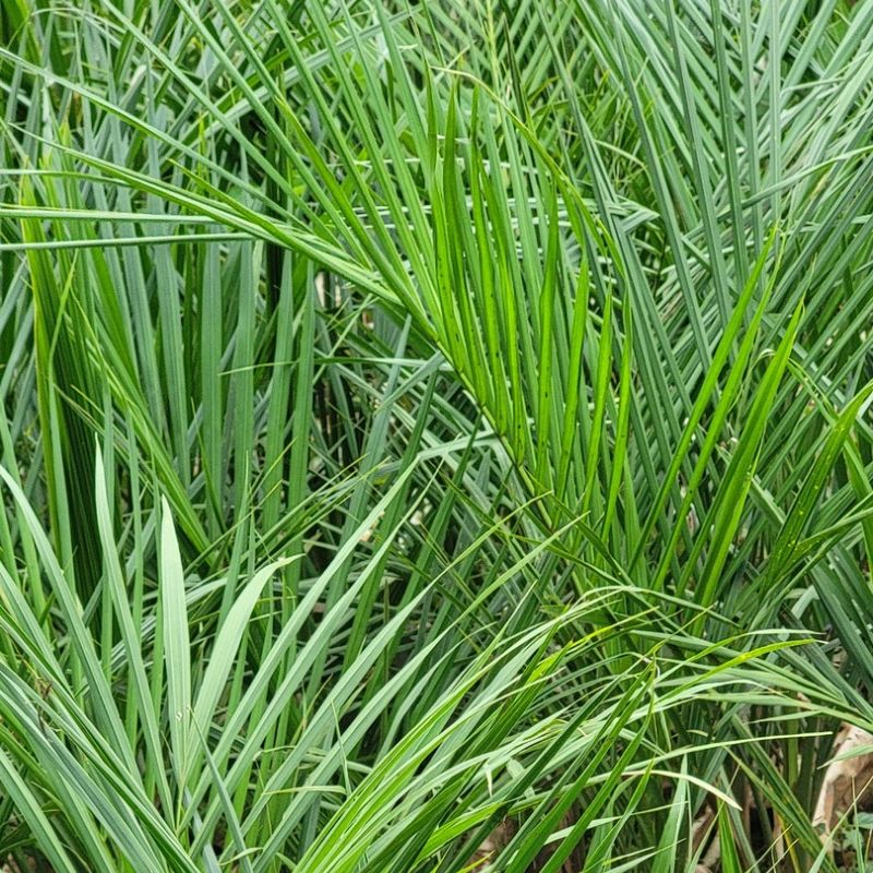Royal Palm tree with a tall trunk and crown of arching green fronds for tropical garden and compound landscaping in Uganda.