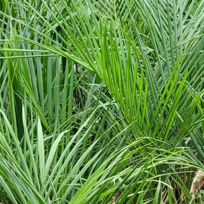 Royal Palm tree with a tall trunk and crown of arching green fronds for tropical garden and compound landscaping in Uganda.