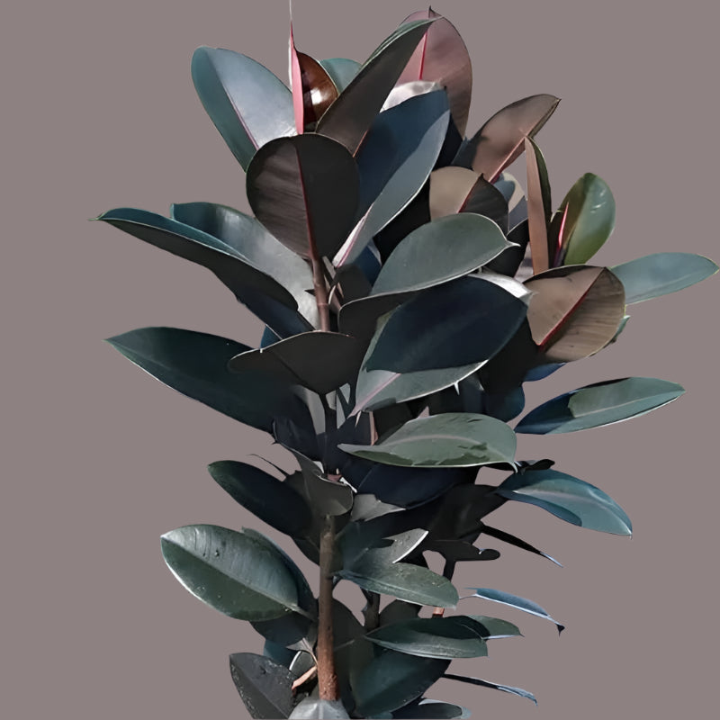 Rubber Plant – Elegant Indoor Plant & Air Purifier | Kampala Uganda
