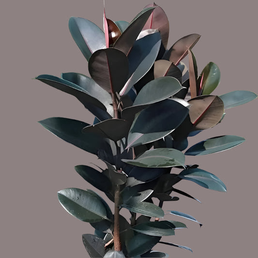 Rubber Plant – Elegant Indoor Plant & Air Purifier | Kampala Uganda