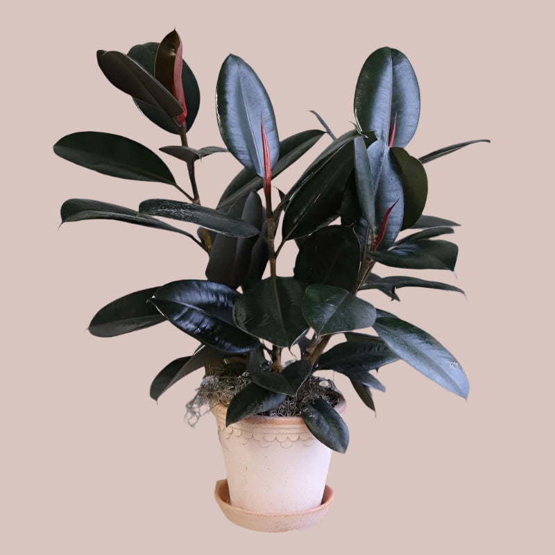 Rubber Plant – Elegant Indoor Plant & Air Purifier | Kampala Uganda