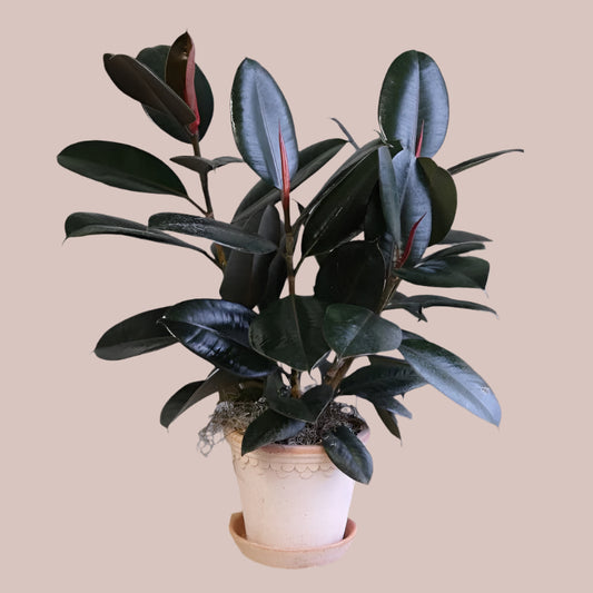 Rubber Plant – Elegant Indoor Plant & Air Purifier | Kampala Uganda