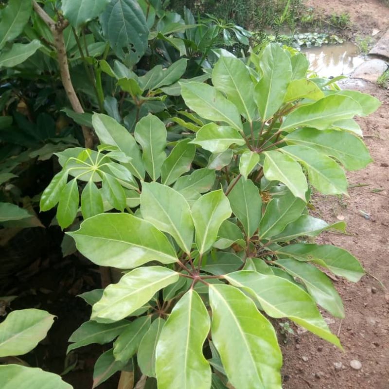 Schefflera Plant – Air-Purifying Indoor & Outdoor Beauty in Uganda
