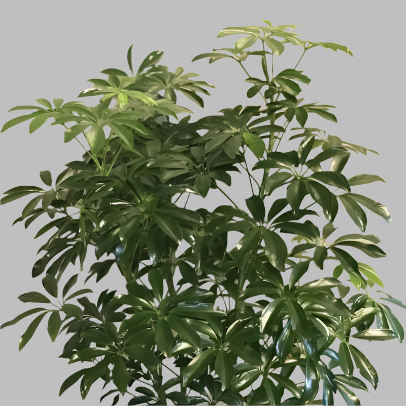Schefflera Plant – Air-Purifying Indoor & Outdoor Beauty in Uganda