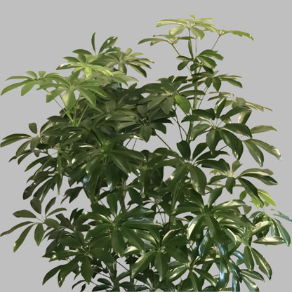 Schefflera Plant – Air-Purifying Indoor & Outdoor Beauty in Uganda