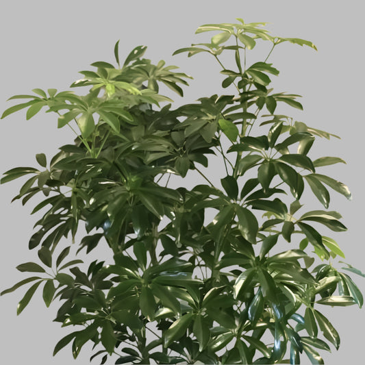 Schefflera Plant – Air-Purifying Indoor & Outdoor Beauty in Uganda