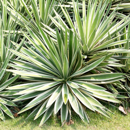 Sisal Plant – Bold, Drought-Tolerant Beauty for Landscapes in Uganda