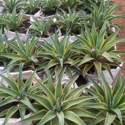 Sisal Plant – Bold, Drought-Tolerant Beauty for Landscapes in Uganda