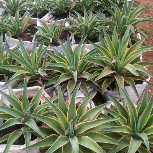 Sisal Plant – Bold, Drought-Tolerant Beauty for Landscapes in Uganda