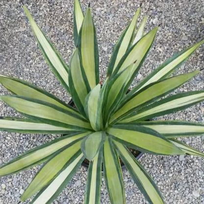 Sisal Plant – Bold, Drought-Tolerant Beauty for Landscapes in Uganda