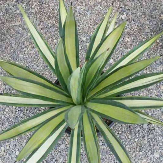 Sisal Plant – Bold, Drought-Tolerant Beauty for Landscapes in Uganda