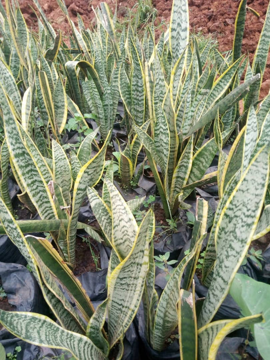 Snake Plant – Stylish, Air-Purifying & Perfect for Ugandan Homes and Offices