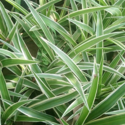 Spider Grass – Air-Purifying Greenery for Indoors & Compounds in Uganda