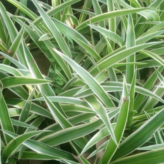Spider Grass – Air-Purifying Greenery for Indoors & Compounds in Uganda