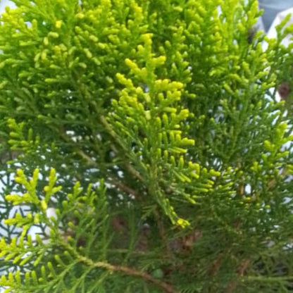 Thuja Tree in Kampala, Uganda | Fast-Growing Evergreen for Hedges, Privacy & Landscaping – Uganda