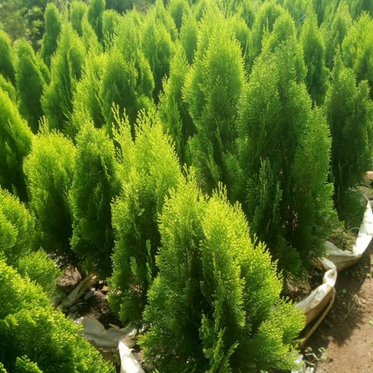 Thuja Tree in Kampala, Uganda | Fast-Growing Evergreen for Hedges, Privacy & Landscaping – Uganda