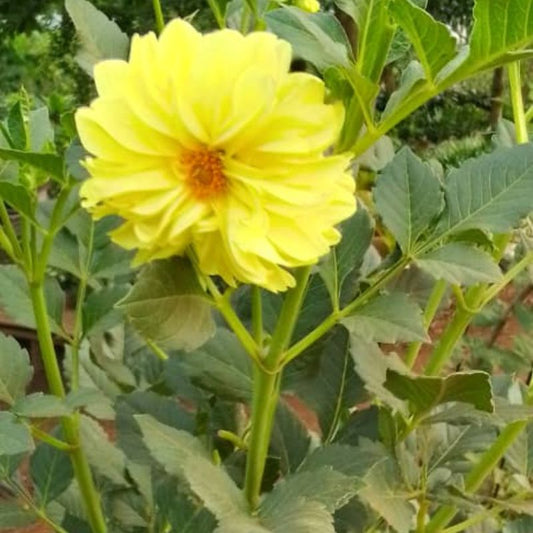 Yellow Daisy Flowers in Kampala, Uganda – Bright, Low-Maintenance Blooms for Gardens and landscape designing in Uganda