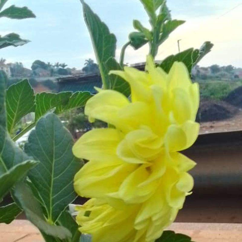 Yellow Daisy Flowers in Kampala, Uganda – Bright, Low-Maintenance Blooms for Gardens and landscape designing in Uganda