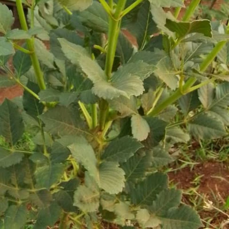 Yellow Daisy Flowers in Kampala, Uganda – Bright, Low-Maintenance Blooms for Gardens and landscape designing in Uganda