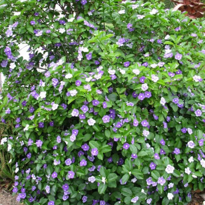 Yesterday-Today-and-Tomorrow Plant | Fragrant Flowering Shrub for Ugandan Gardens