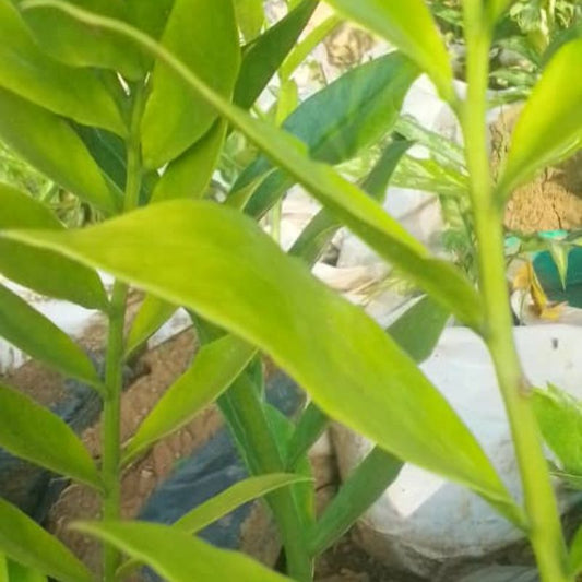 ZZ Plant in Kampala, Uganda – Low Maintenance Indoor Plant | Perfect for Home & Office in Uganda