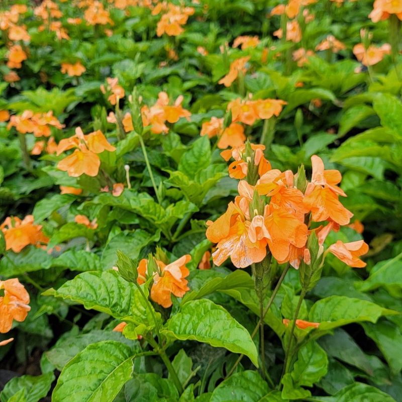 Crossandra flowering ornamental plant with green foliage and bright orange blooms for garden borders and decorative pots in Uganda.