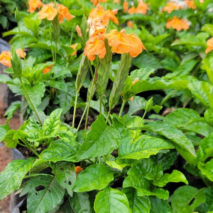 Crossandra flowering ornamental plant with green foliage and bright orange blooms for garden borders and decorative pots in Uganda.
