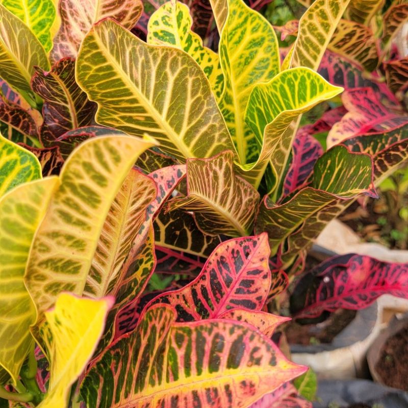 Croton ornamental plant with colourful variegated leaves for garden borders, compound landscaping and decorative pots in Uganda.