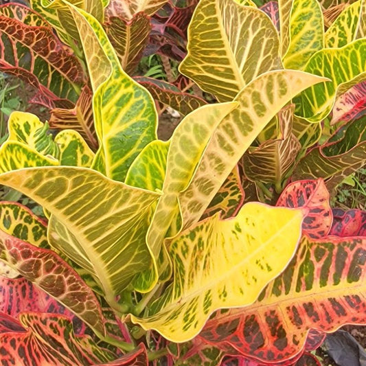 Croton ornamental plant with colourful variegated leaves for garden borders, compound landscaping and decorative pots in Uganda.