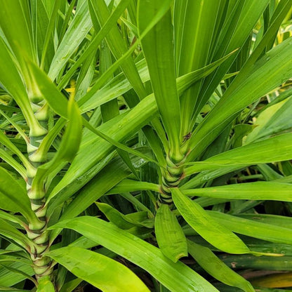 Spineless Yucca ornamental plant with a sturdy trunk and long green leaves for home, office and garden decoration in Uganda.