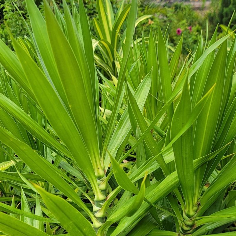 Spineless Yucca ornamental plant with a sturdy trunk and long green leaves for home, office and garden decoration in Uganda.